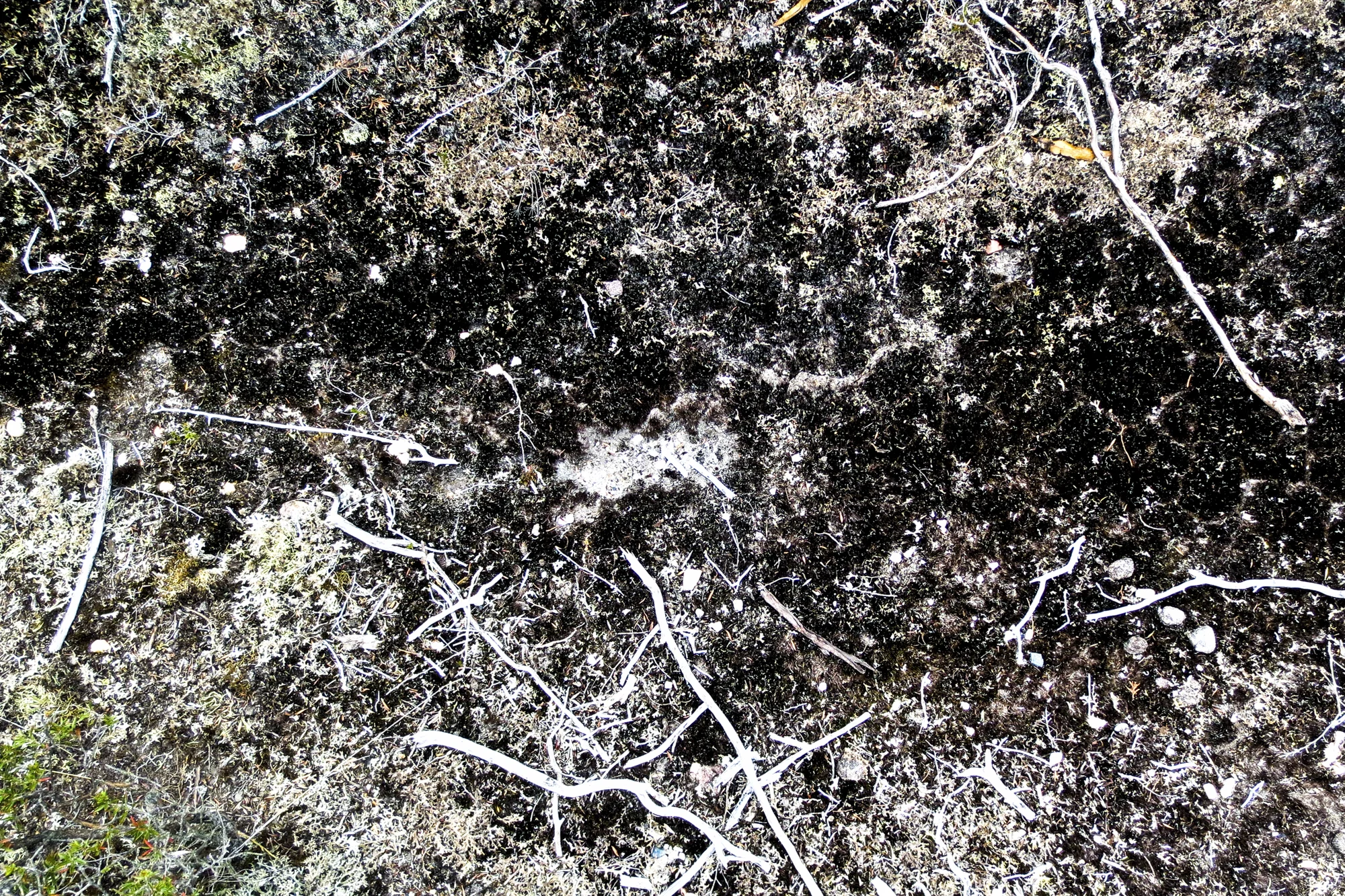 Surface-Dislocated-SurfaceTension-HEYDT.jpg