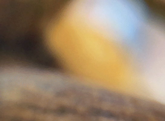 Invisible.gif