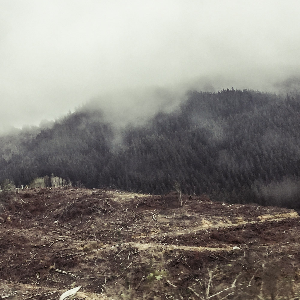 Deforestation-NewZealand-2016-HEYDT-331.jpg