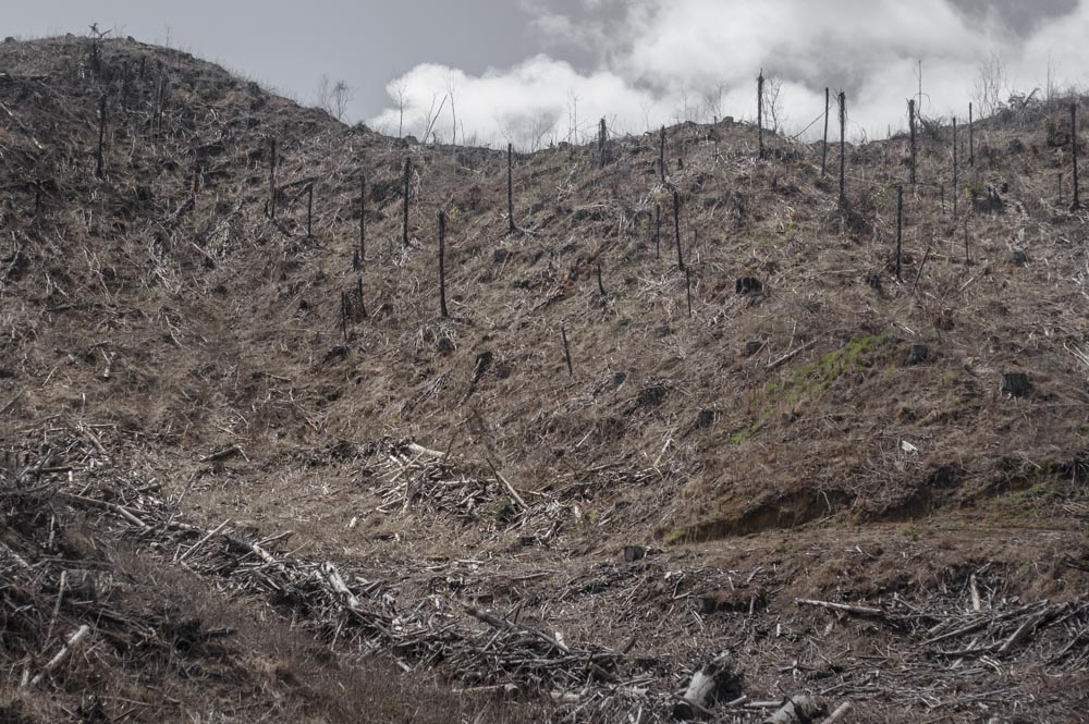 Deforestation-NewZealand-2016-HEYDT-693.jpg