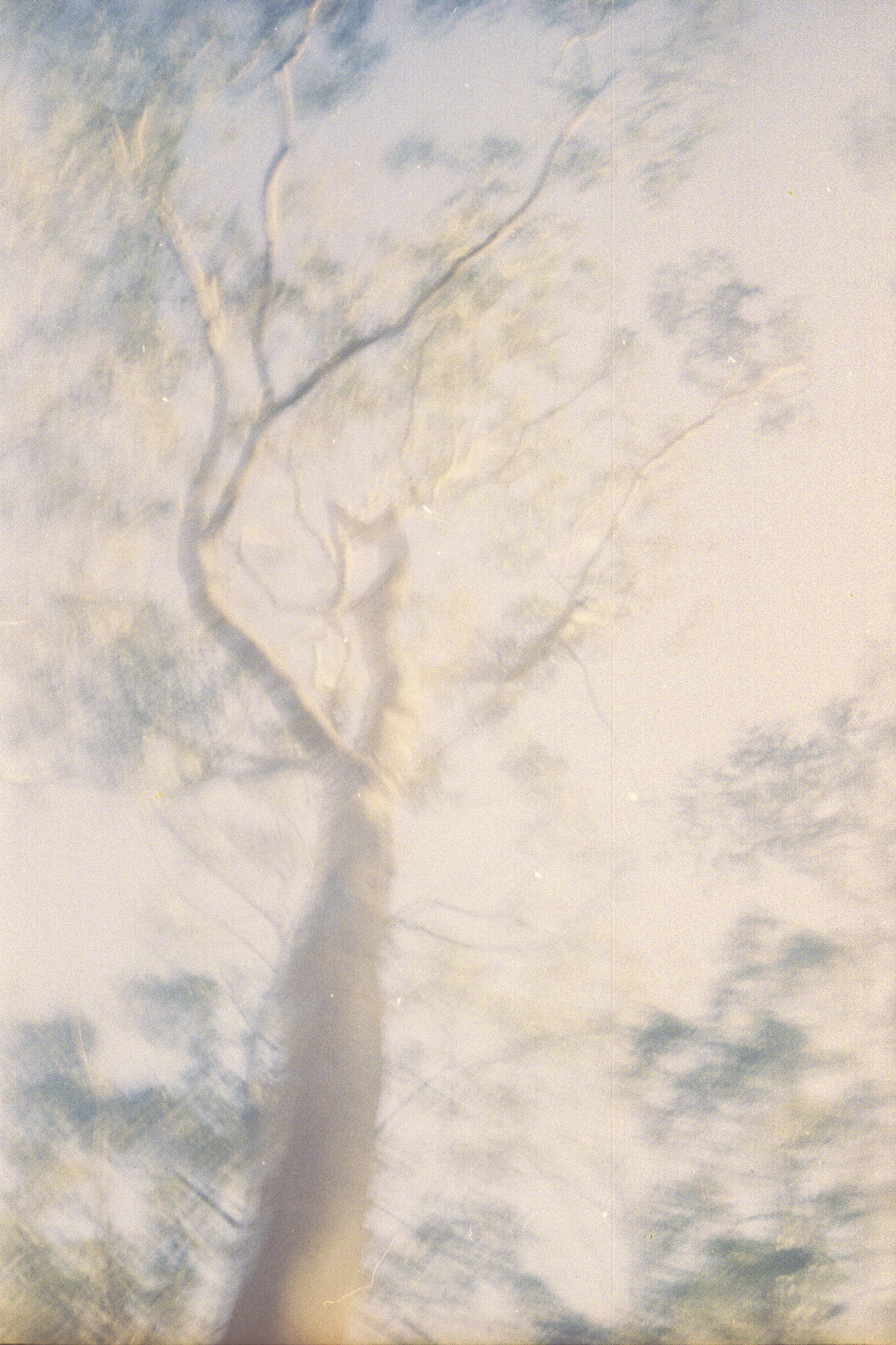 Eucalyptus-SawDust-HEYDT.jpg