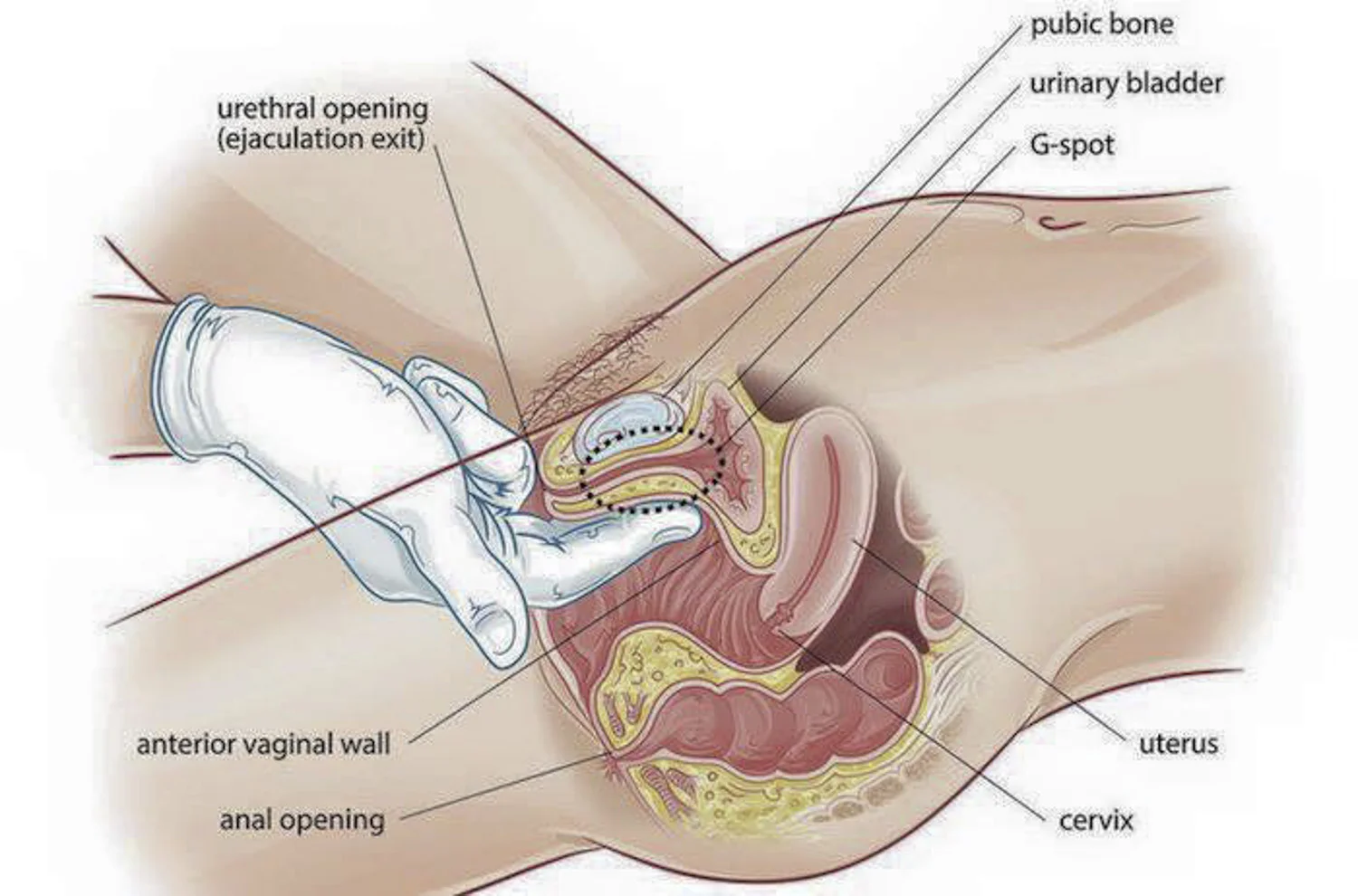 G-Spot-SkinDeep-HEYDT.jpg