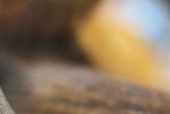 Untitled-4.gif