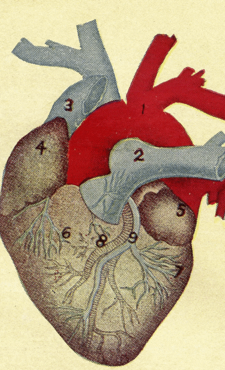 PORTFOLIO-HEYDT-1.gif