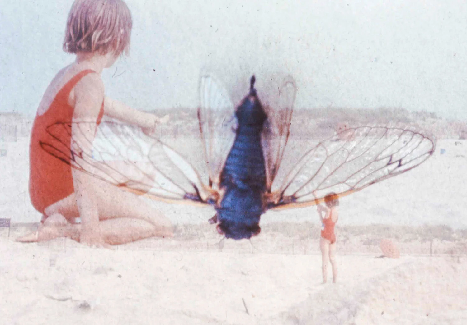 Moth