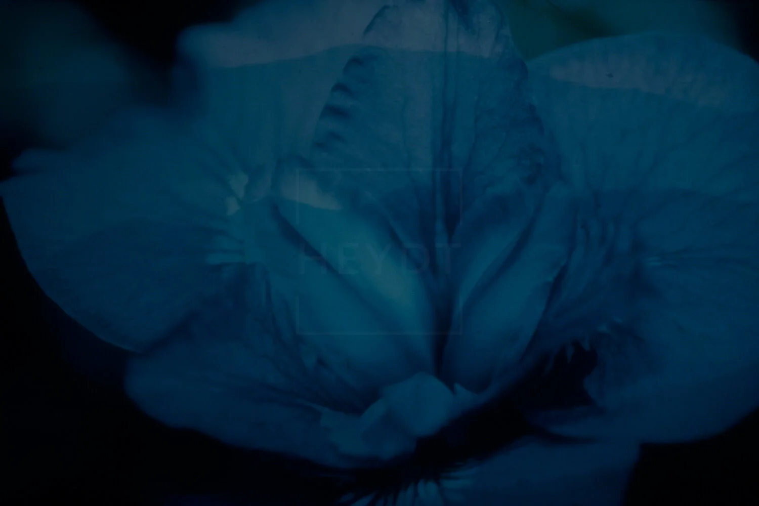 Bloom