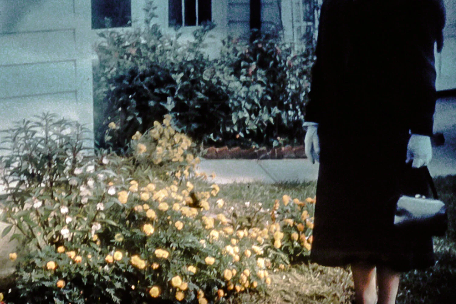 Dandelions