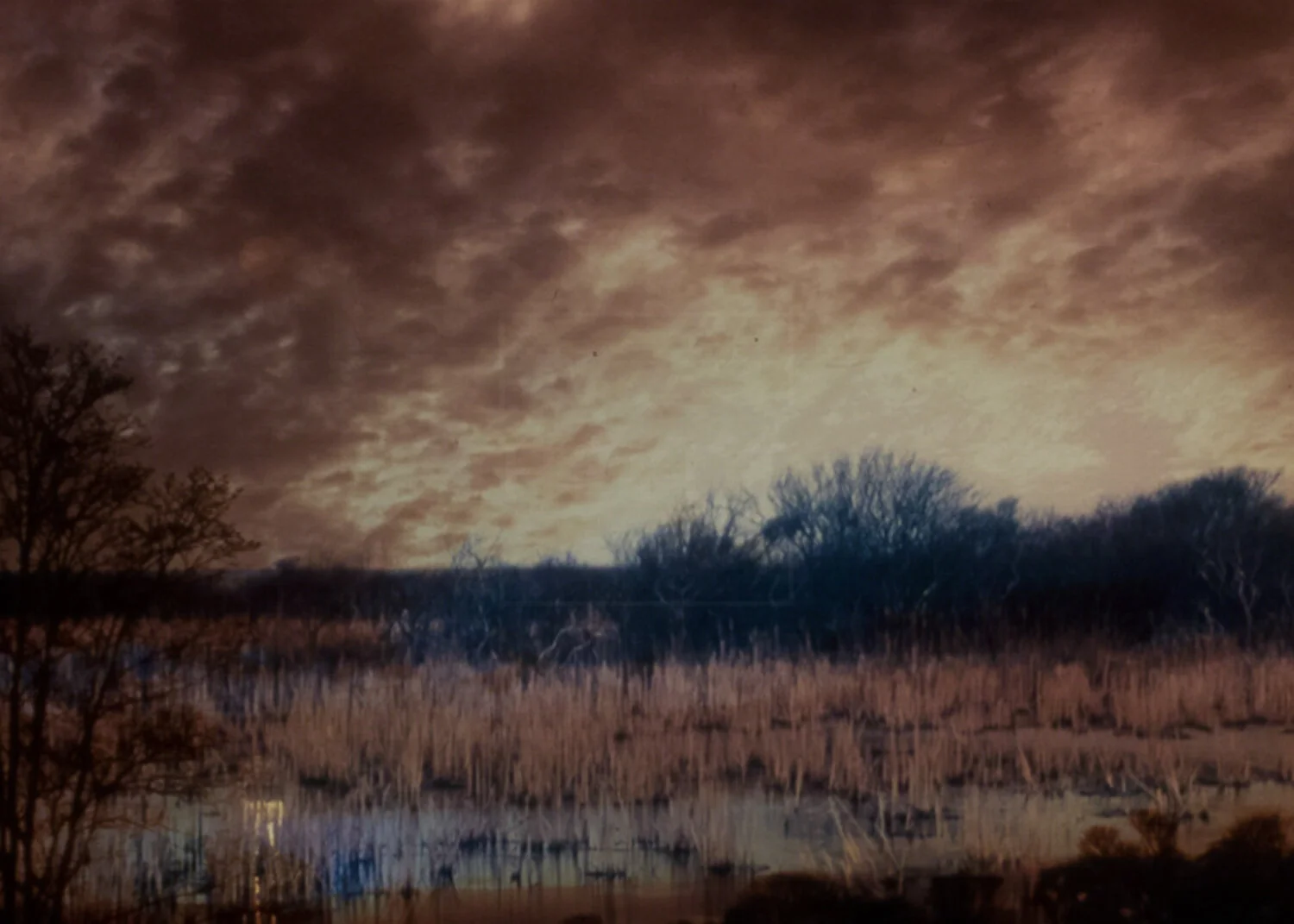 Toxic Marshland