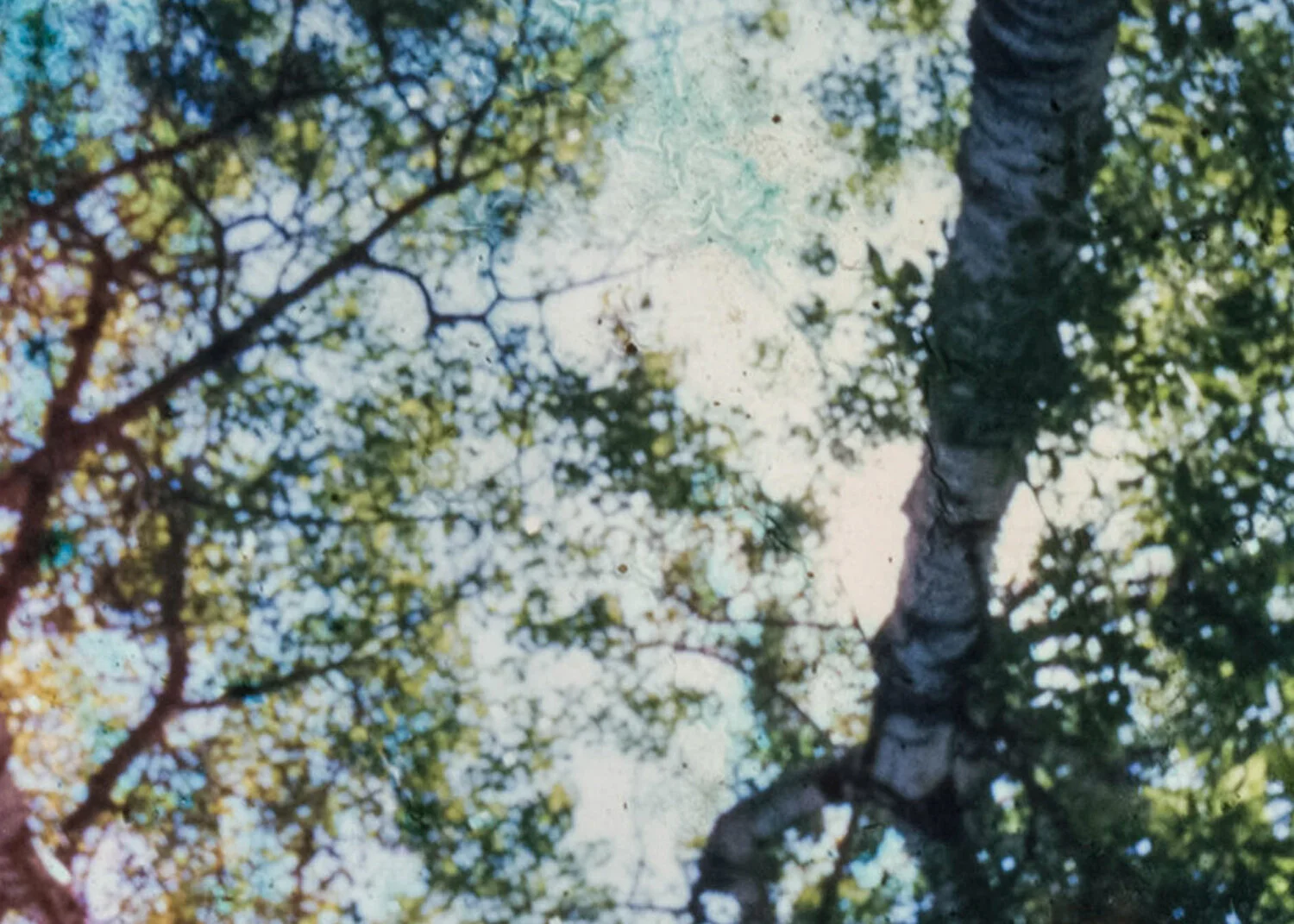 Canopy