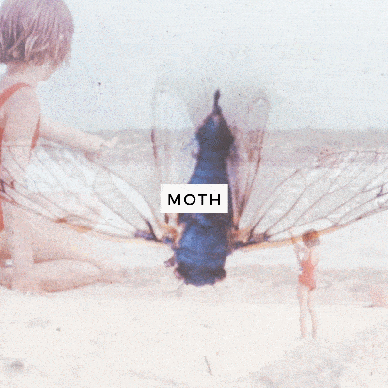 moth-icon2.gif