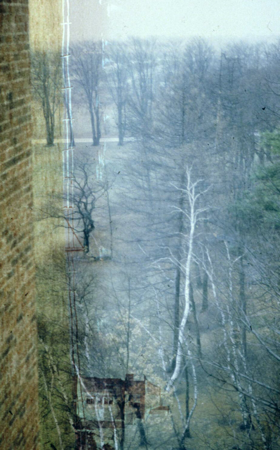Dead Trees
