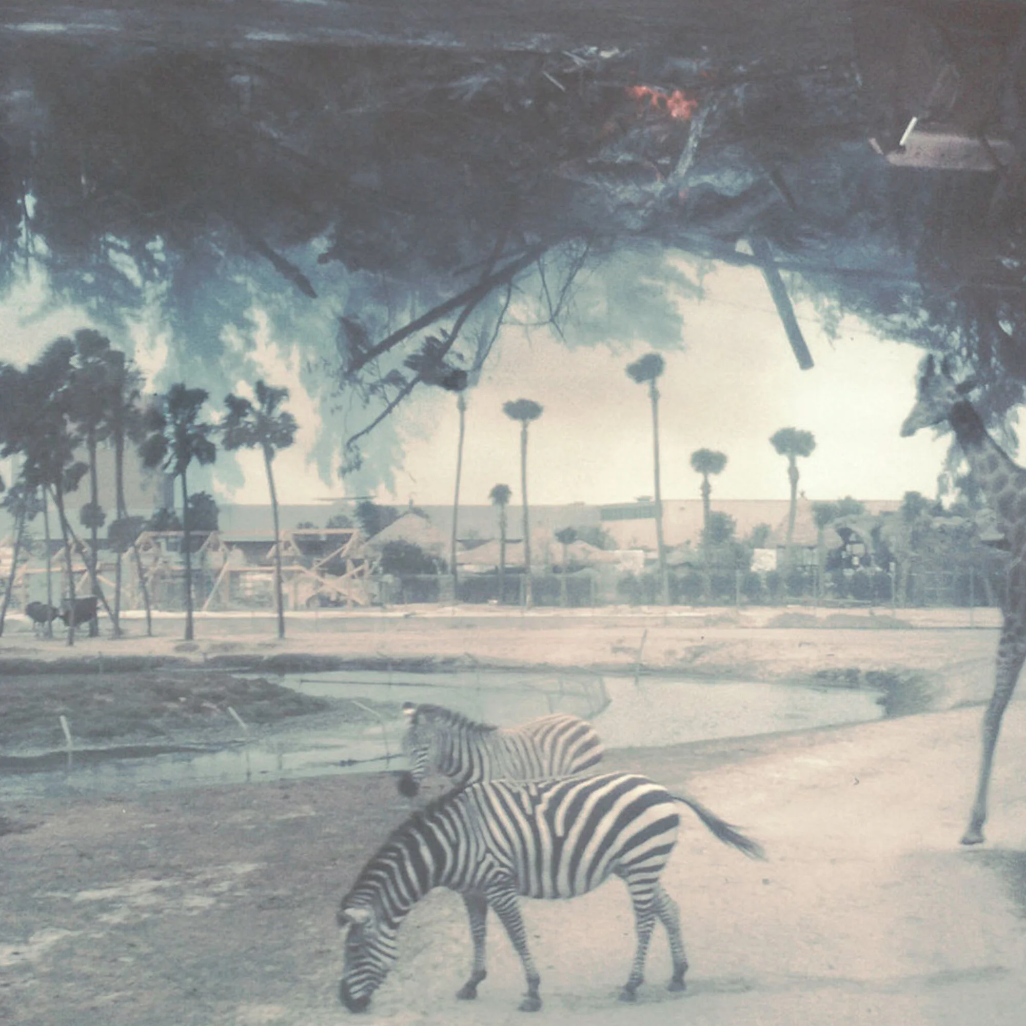 Zebra