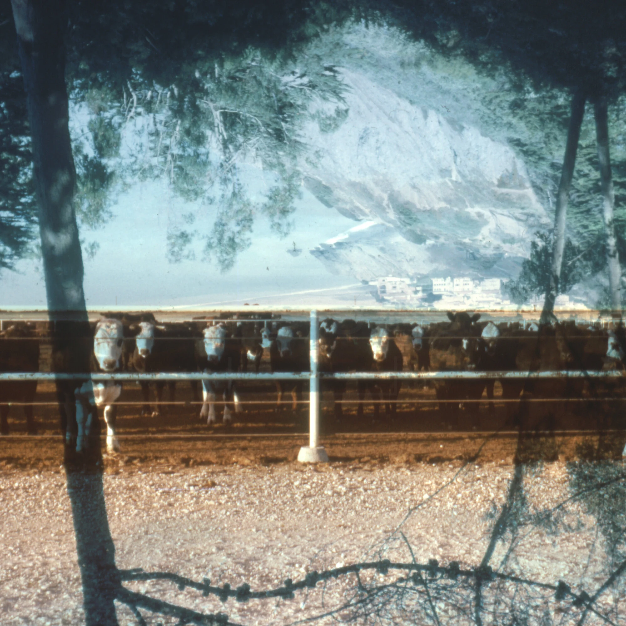 Domestic Cows