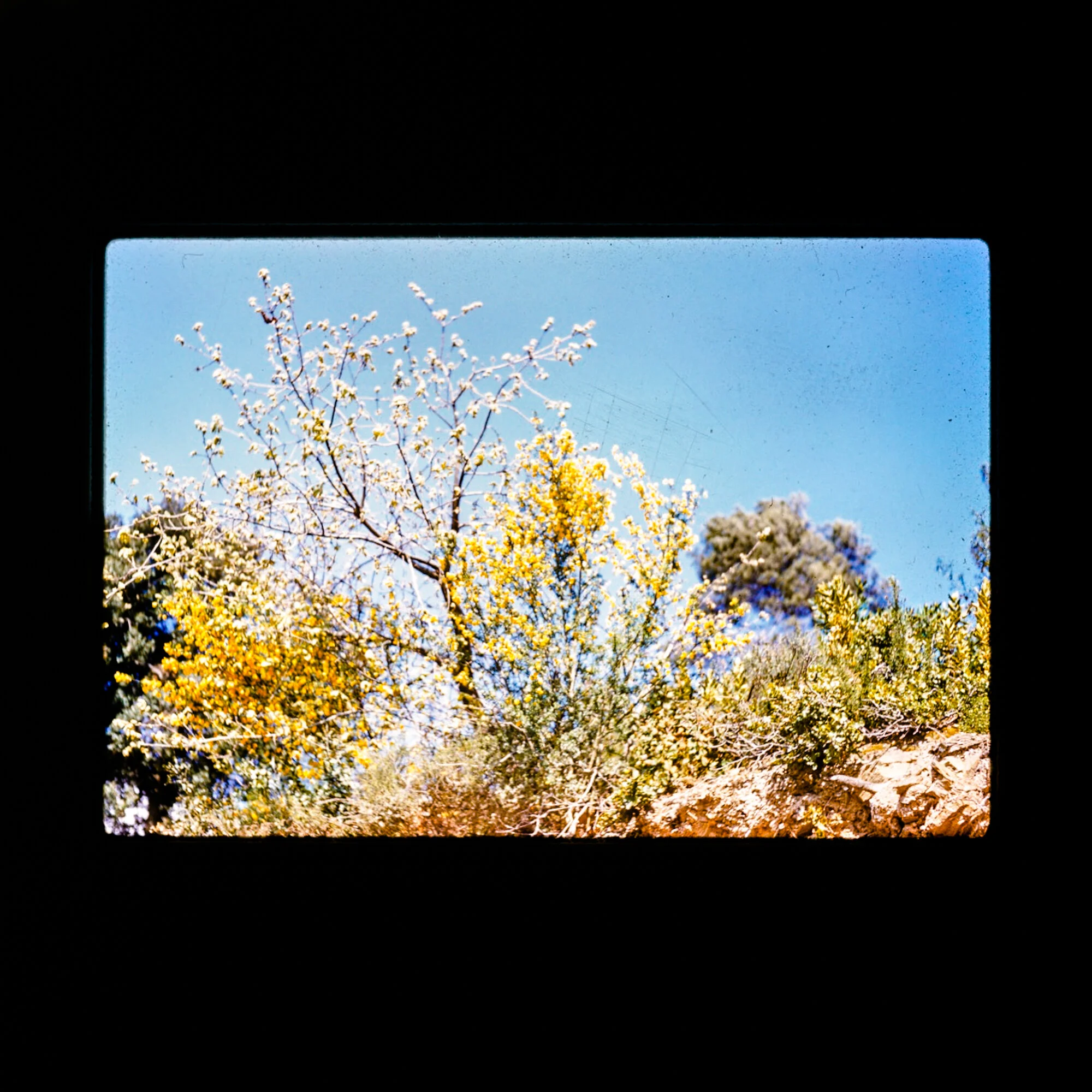 Early Spring
