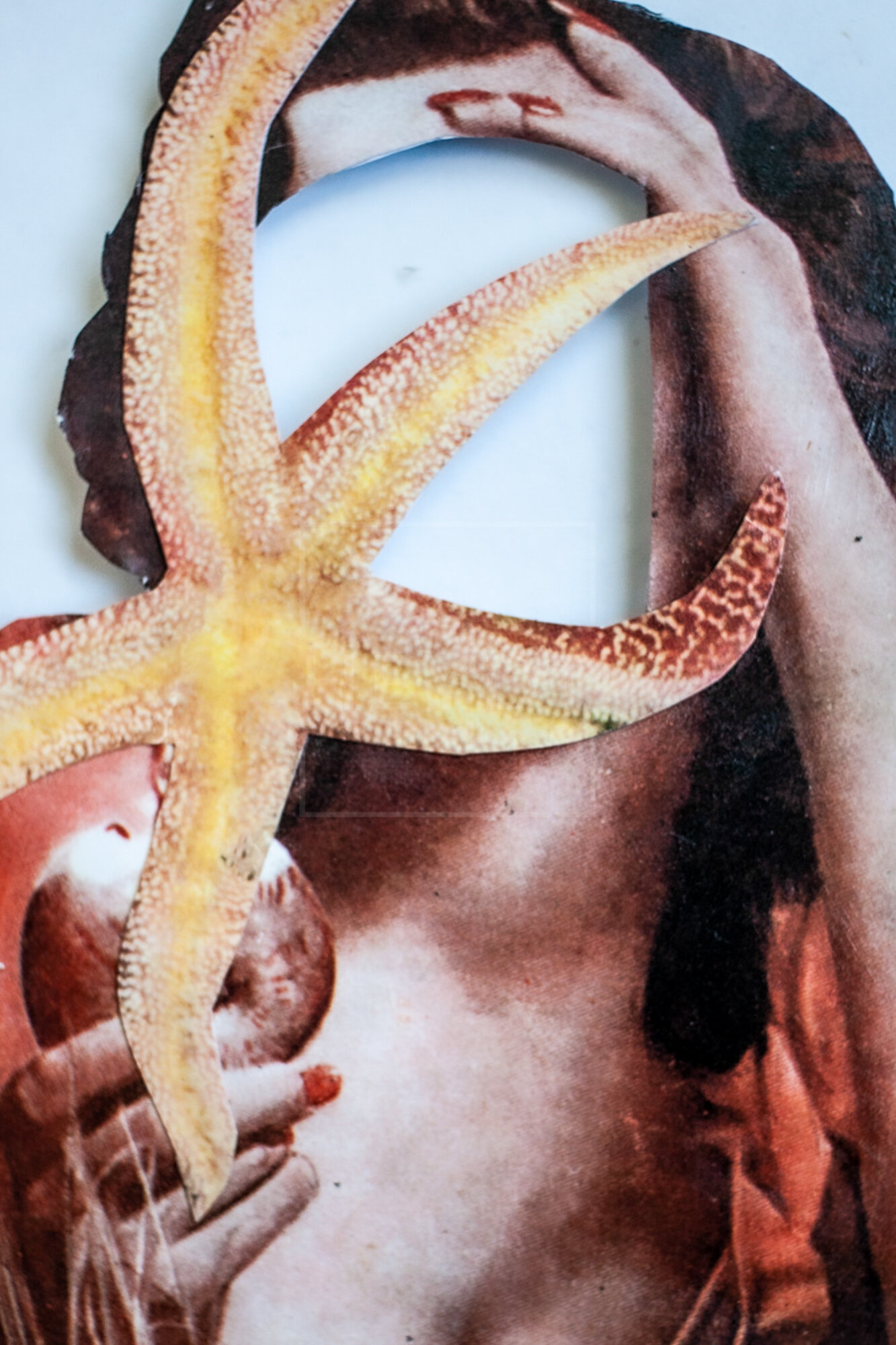 Starfish (Copy)