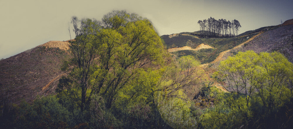 Deforestation-NewZealand-2016-HEYDT--44-Edit.jpg