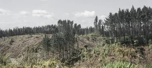 Deforestation-NewZealand-2016-HEYDT-639.jpg