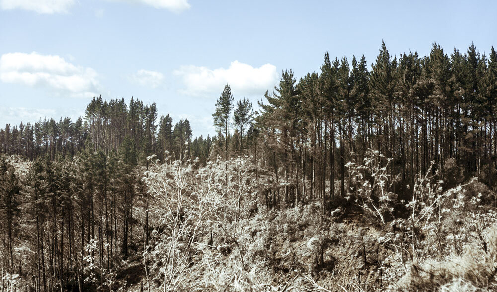 Deforestation-NewZealand-2016-HEYDT-640.jpg