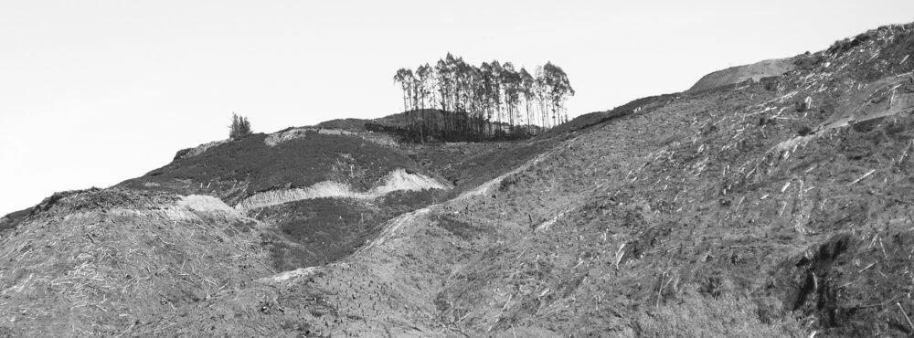 Deforestation-NewZealand-2016-HEYDT-902.jpg