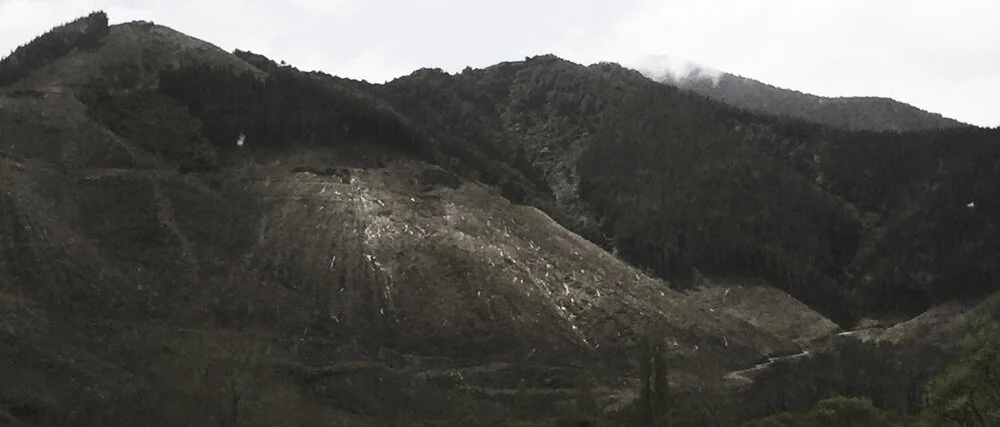 Deforestation-NewZealand-2016-HEYDT-2401.jpg
