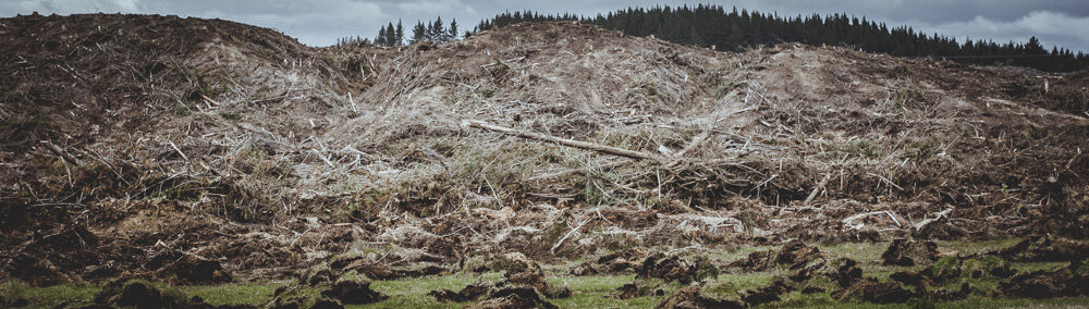 Deforestation-NewZealand-2016-HEYDT-7350.jpg
