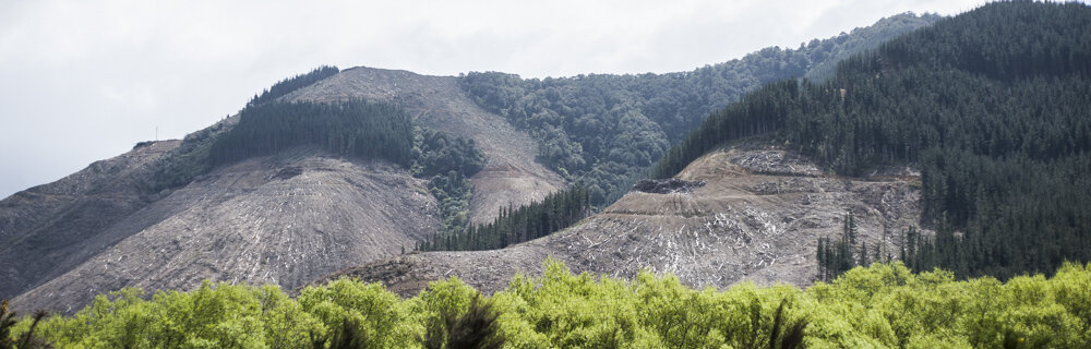 Deforestation-NewZealand-2016-HEYDT-8801.jpg