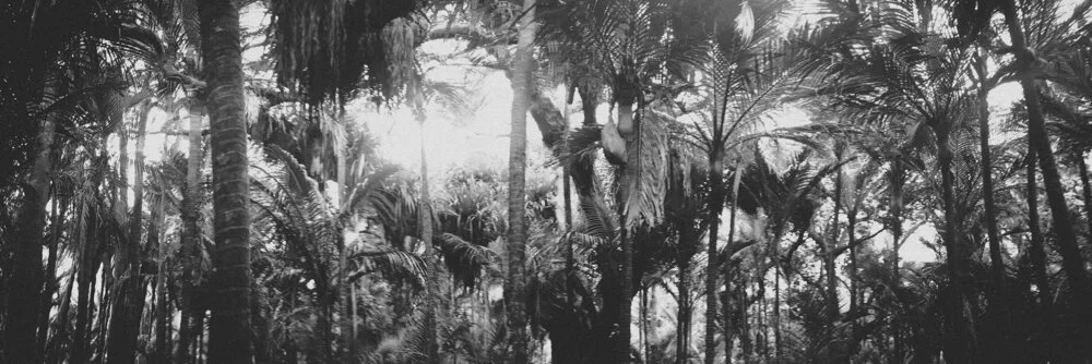 Earthskin | Muriwai | New Zealand