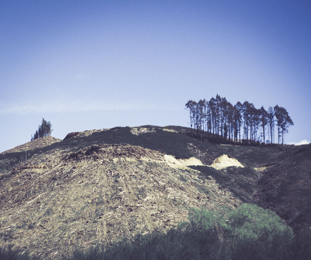 Deforestation-NewZealand-2016-HEYDT-9060.jpg