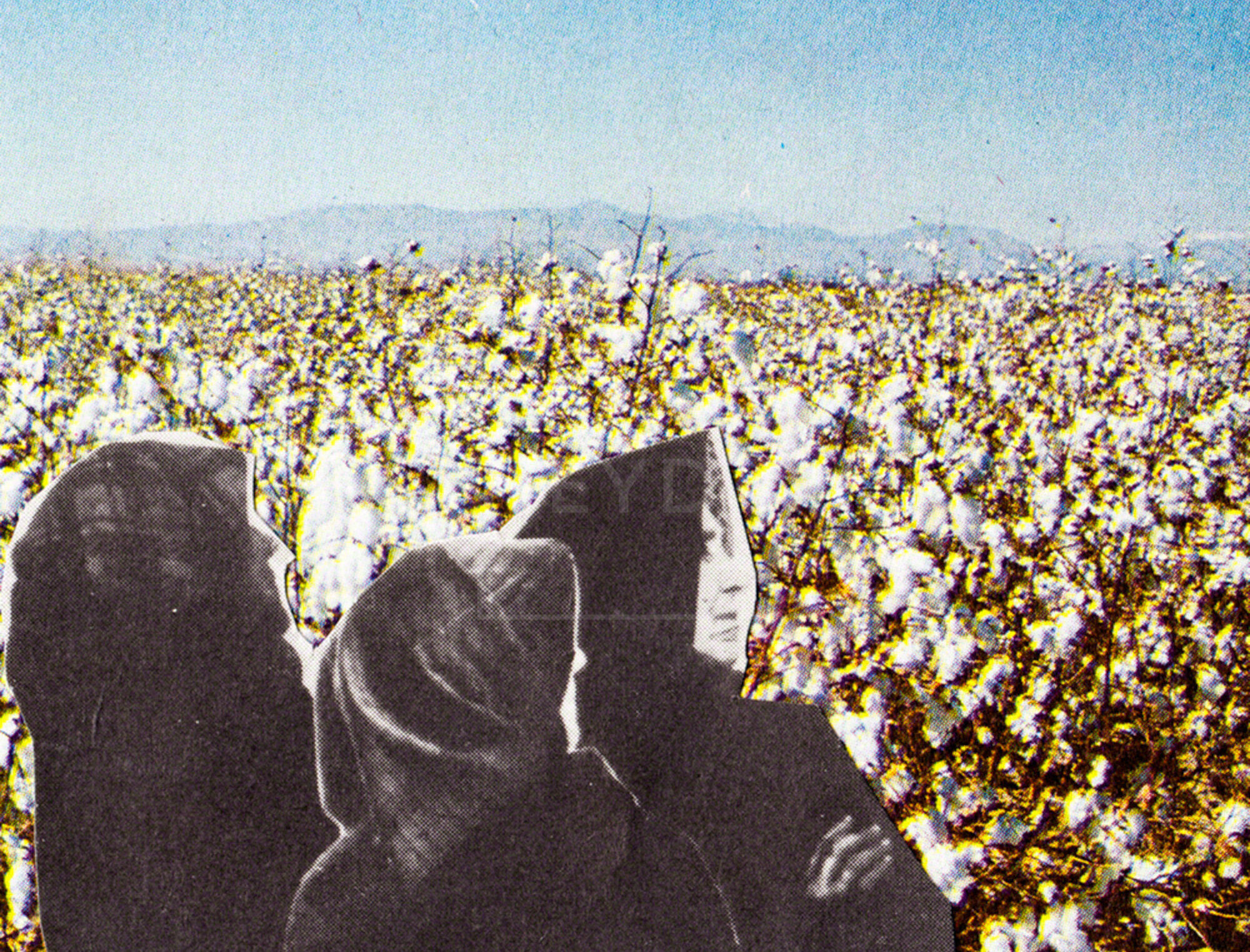 Caped Women In Cotton Field