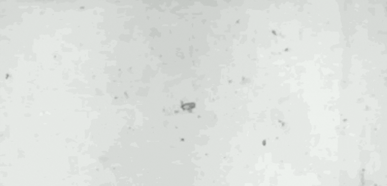 [FINAL-FINAL -FINAL}KITSCH Opening page draft.gif