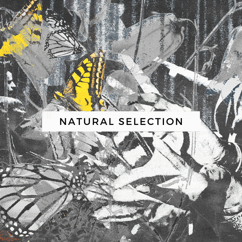 natural-selection.gif