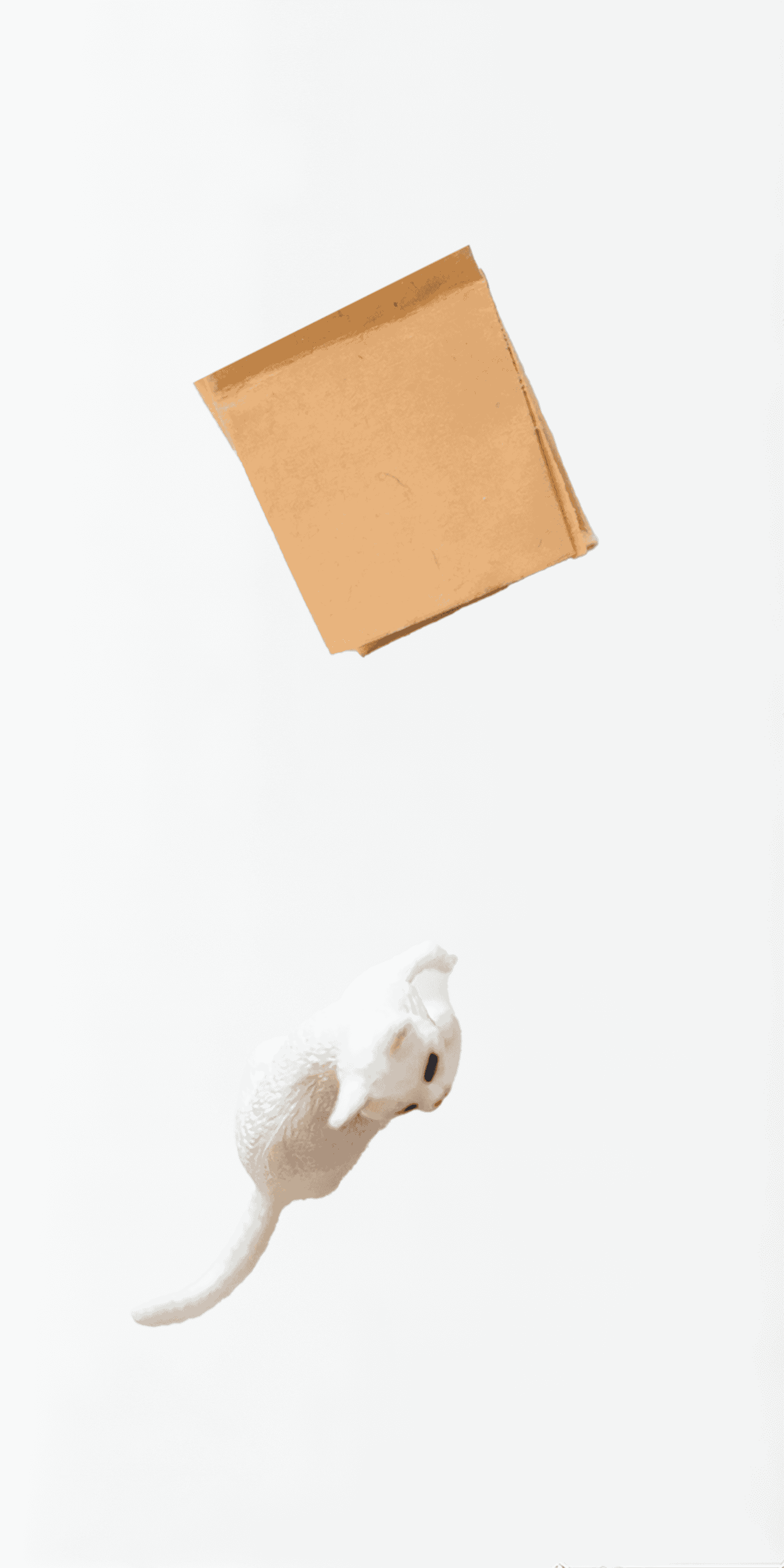 Cat's out of the bag