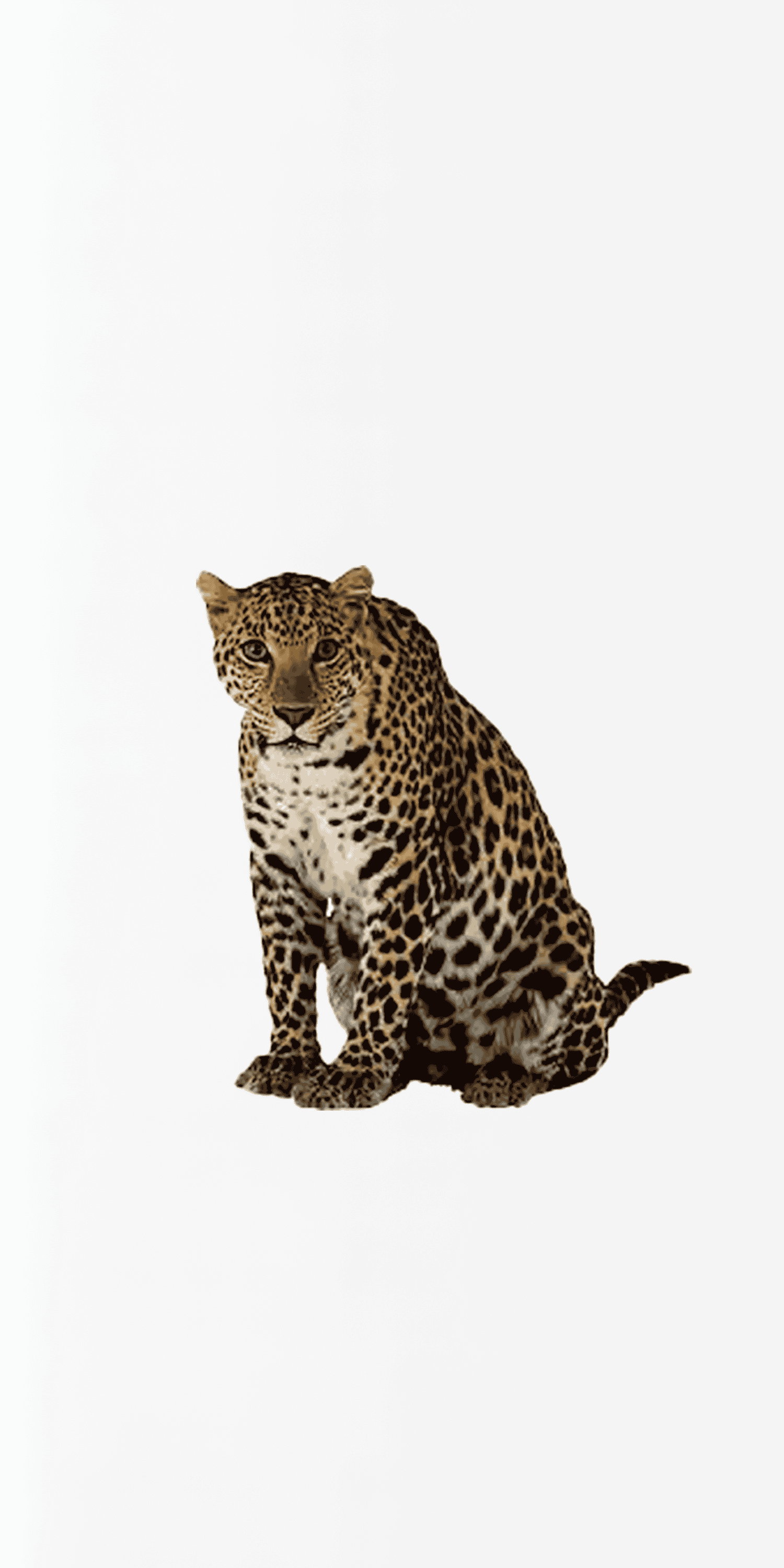 Leopard for its Spot.png