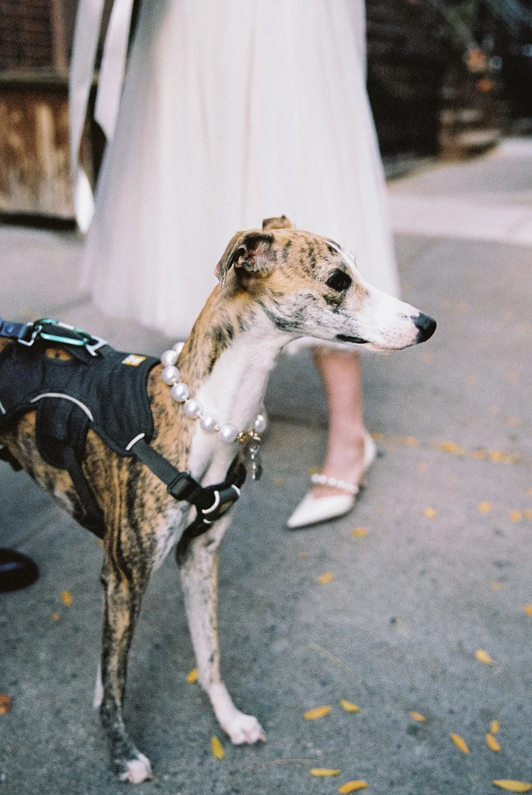 margaret&jeff-wedding-film-2023-peytoncurry-31.jpg