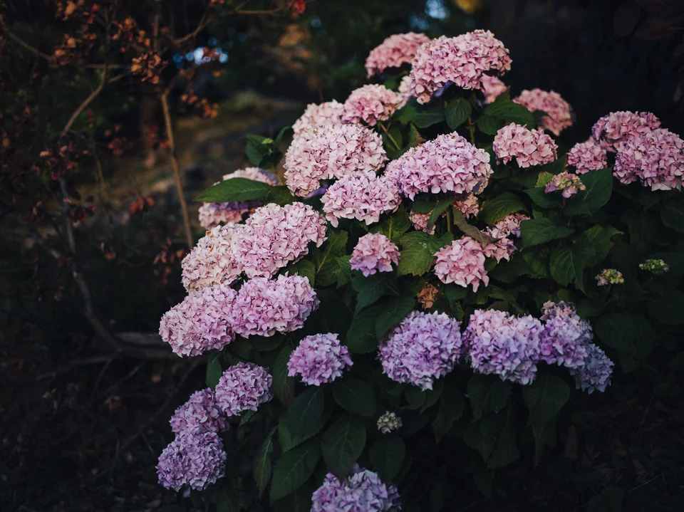 IMGP7339.jpg