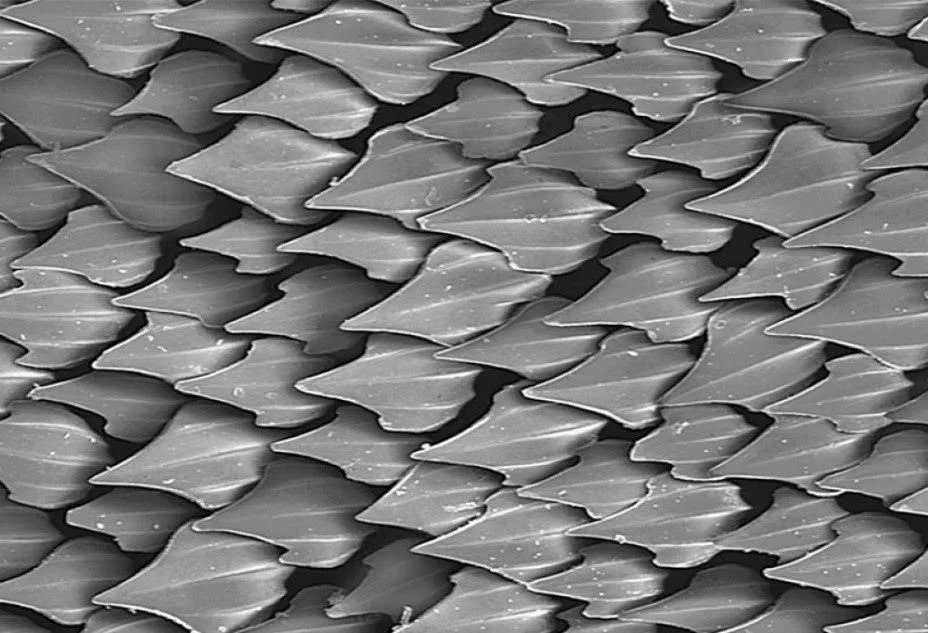 As I was researching geometries from nature, this texture under microscope shows the dynamic of this shape.
