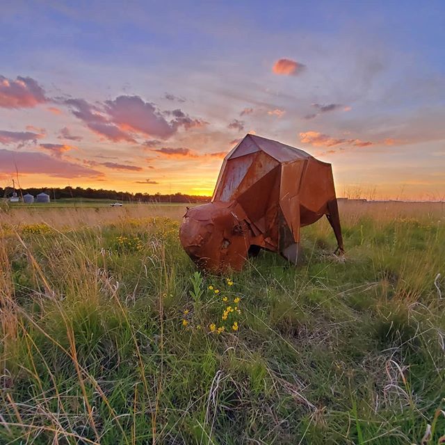 Tonight was a beautiful, still and quiet evening on the prairie. Just insects and birds. So many reminders of the wonder of being alive! 
Tatanka, 2019 was created by my sculpture students this past semester, all the metal was donated by Ratner Steel