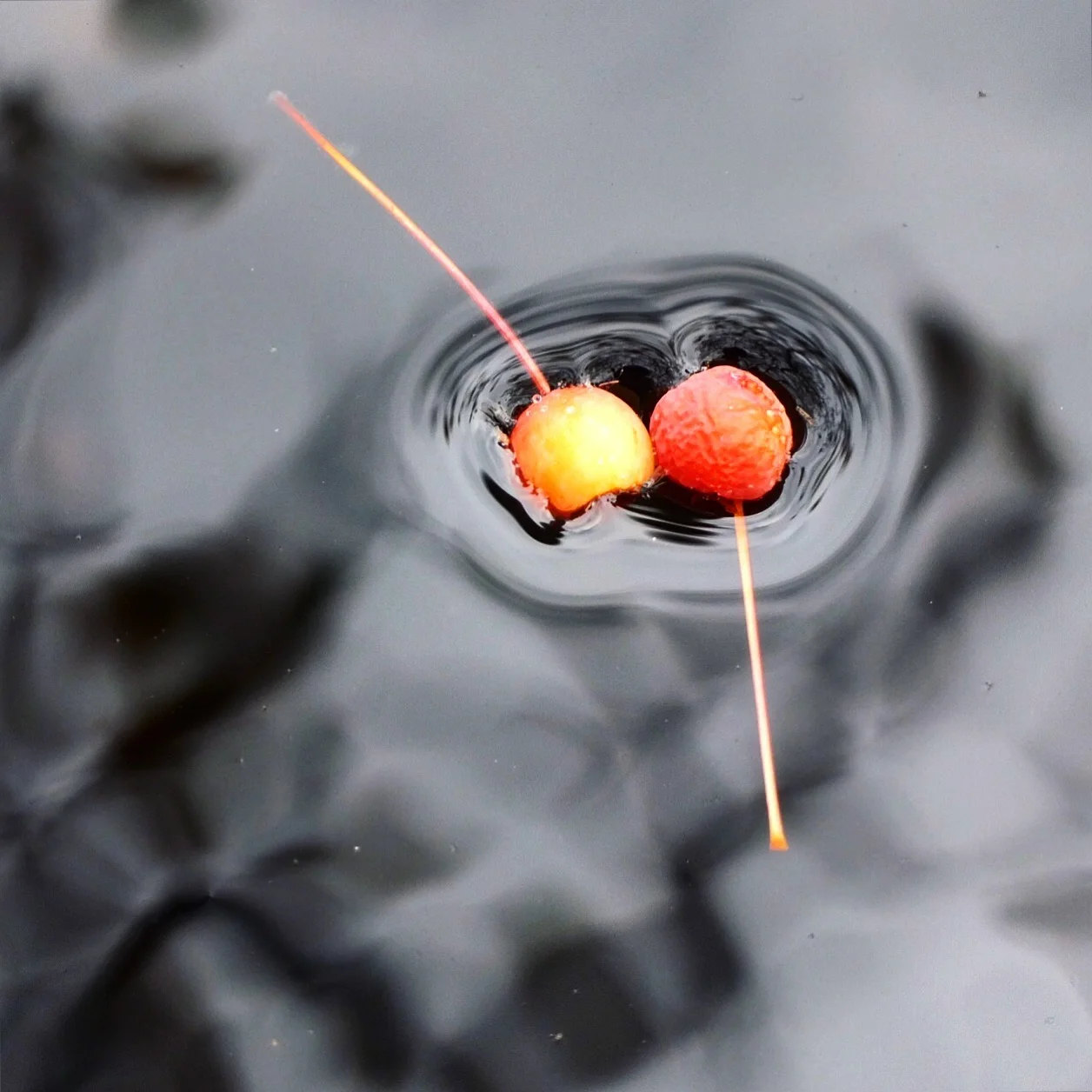 IMG_7019.jpg