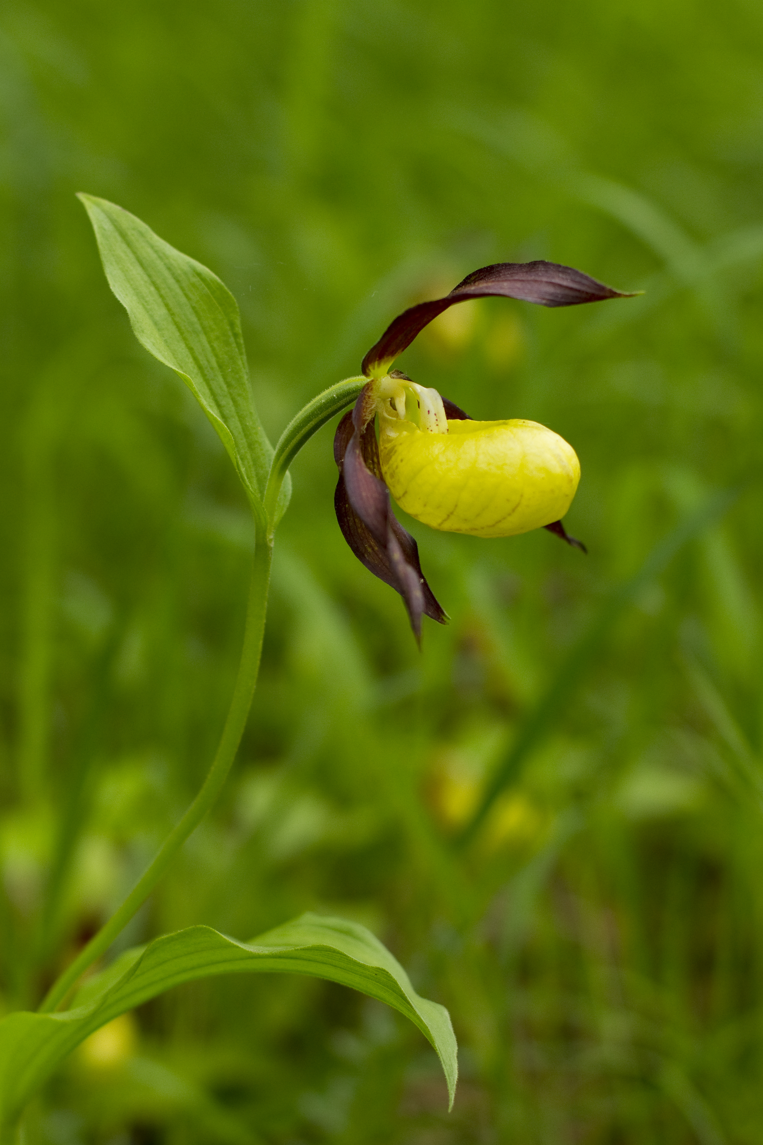  Frauenschuh   Cypripedium calceolus    Thüringen    2013  