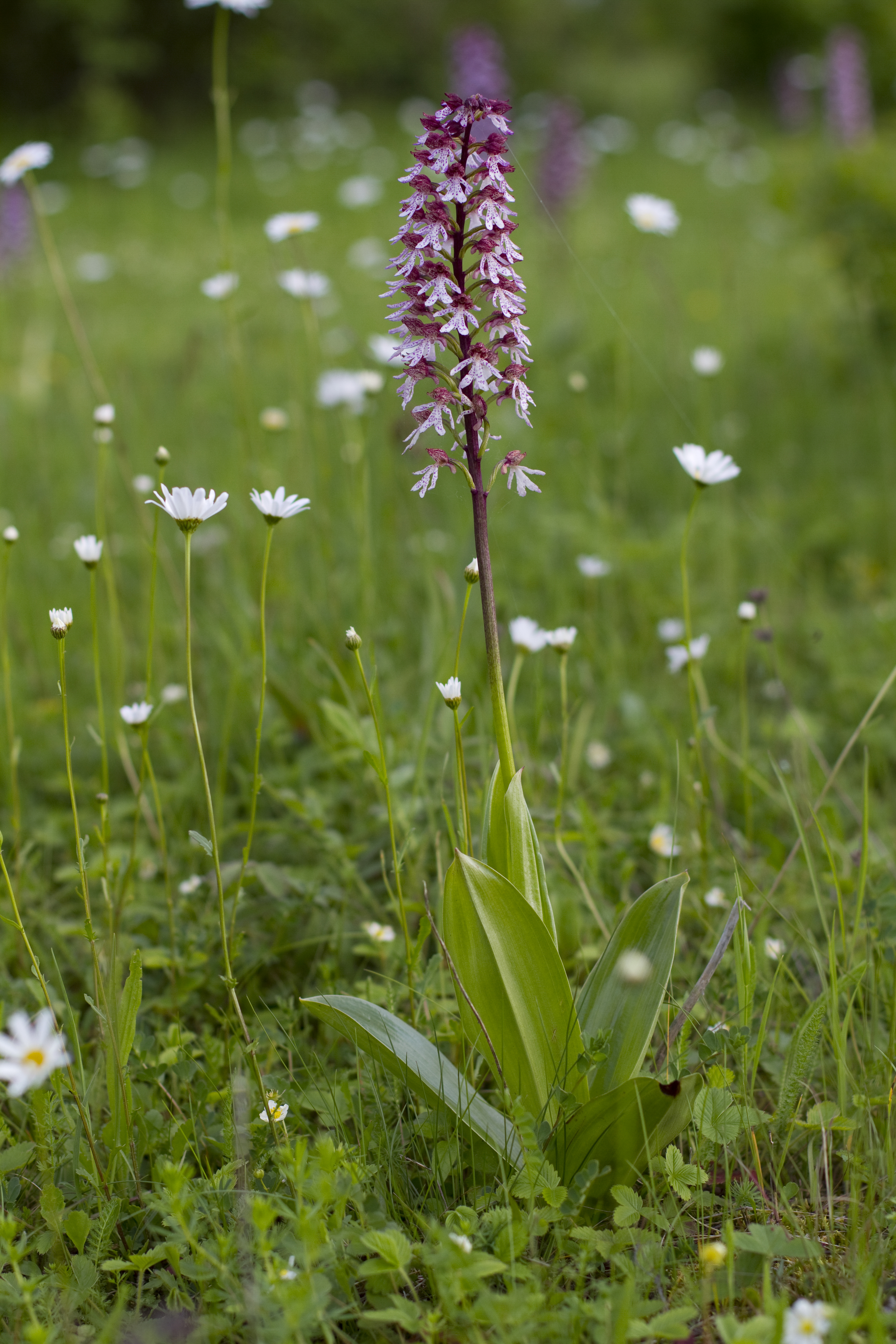  Purpurknabenkraut   Orchis purpurea    Sachsen Anhalt    2013  