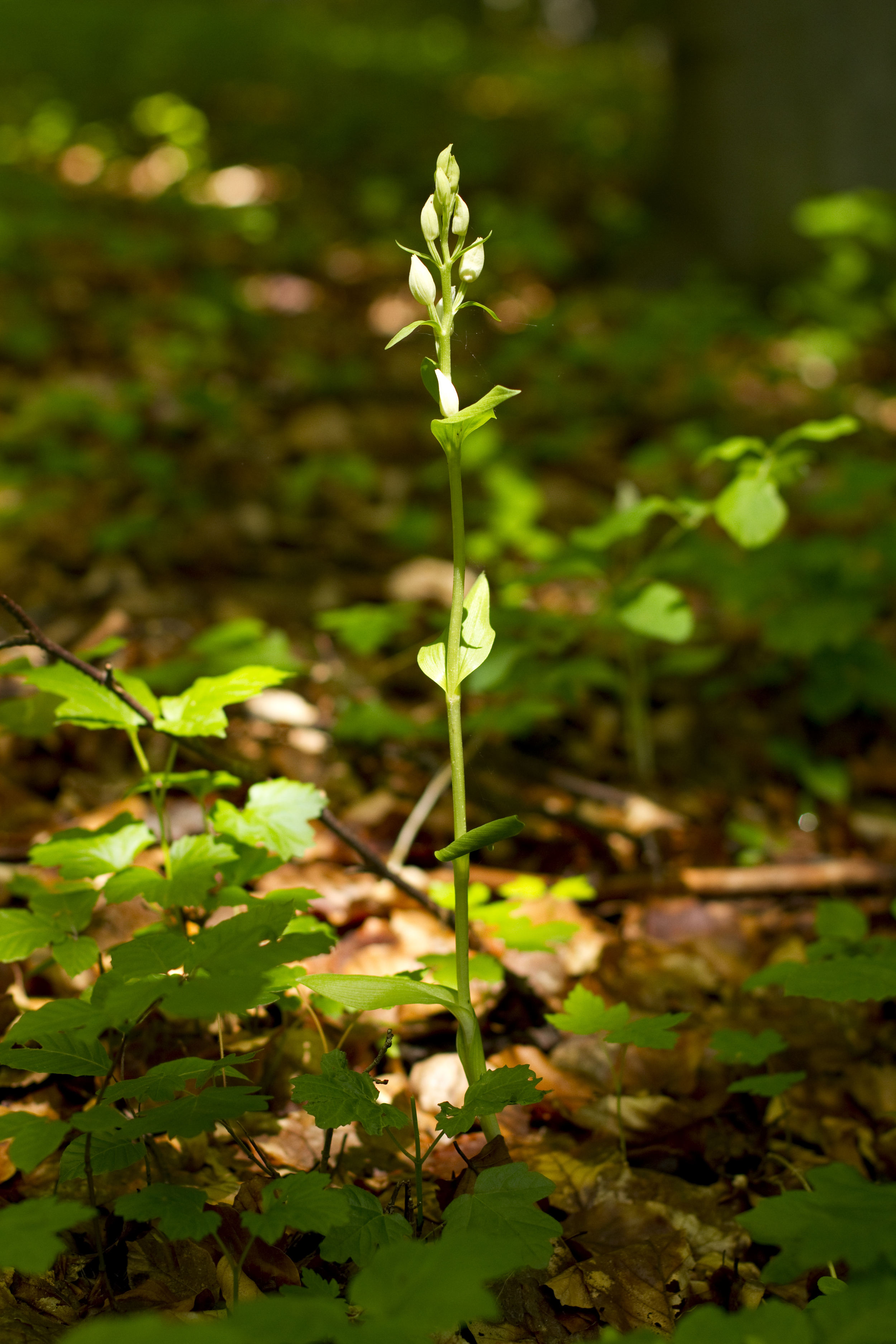  Schmalblättriges Waldvöglein   Cephalanthera longifolia    Thüringen    2013  