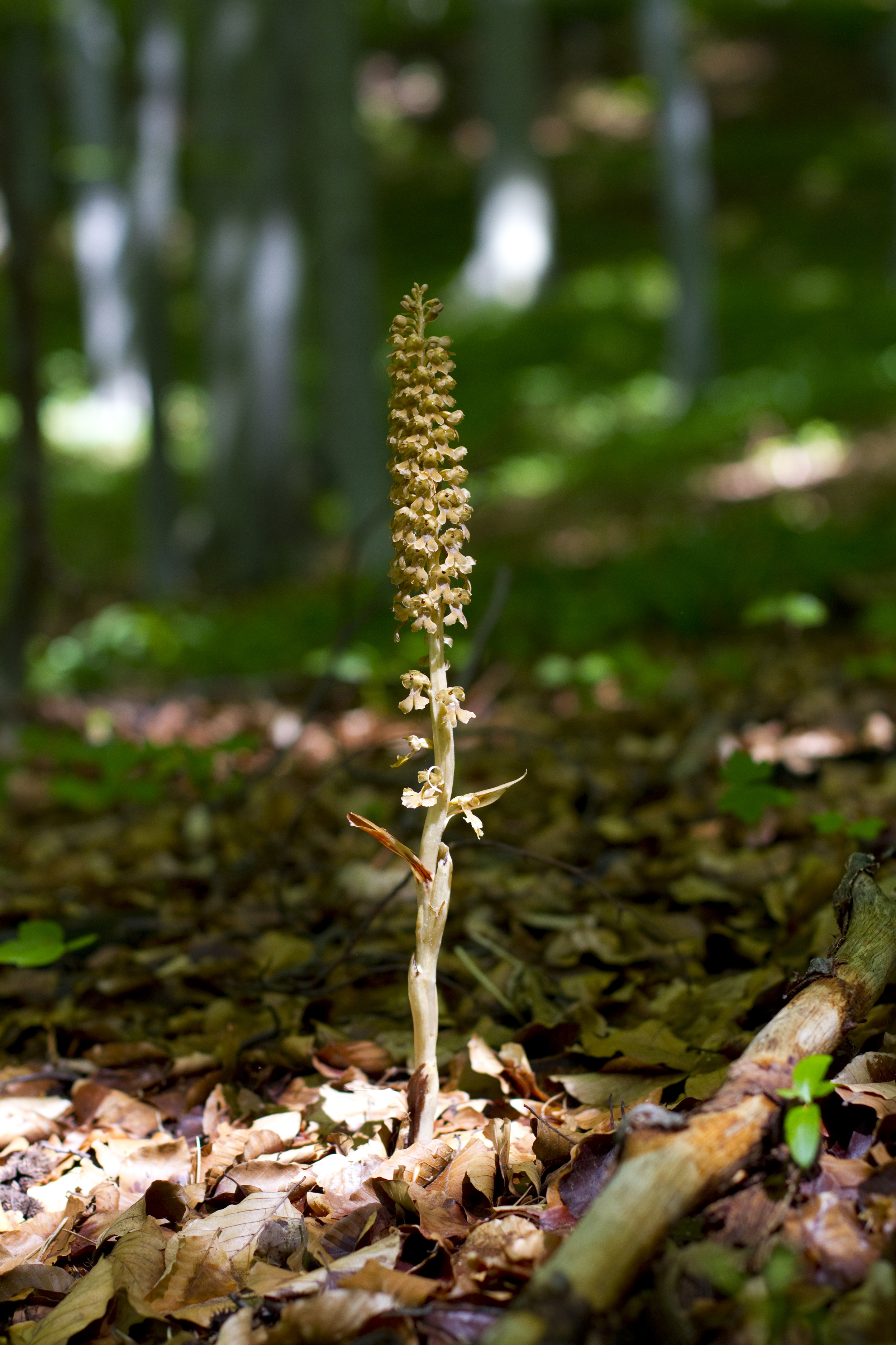  Vogelnestwurz   Neottia nidus-avis    Thüringen    2013  