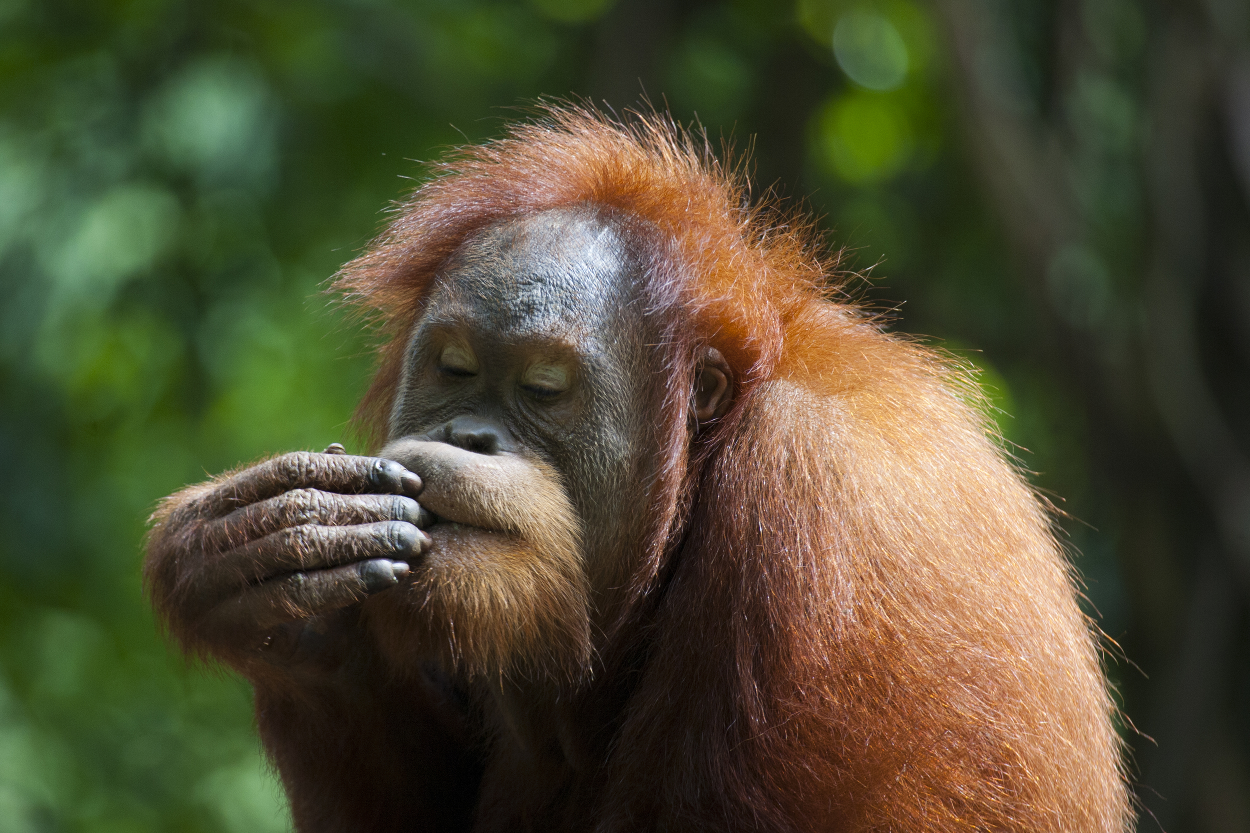  Orang utan  Pongo abelii  Sumatra  Gunung Leuser  10.06.2010 