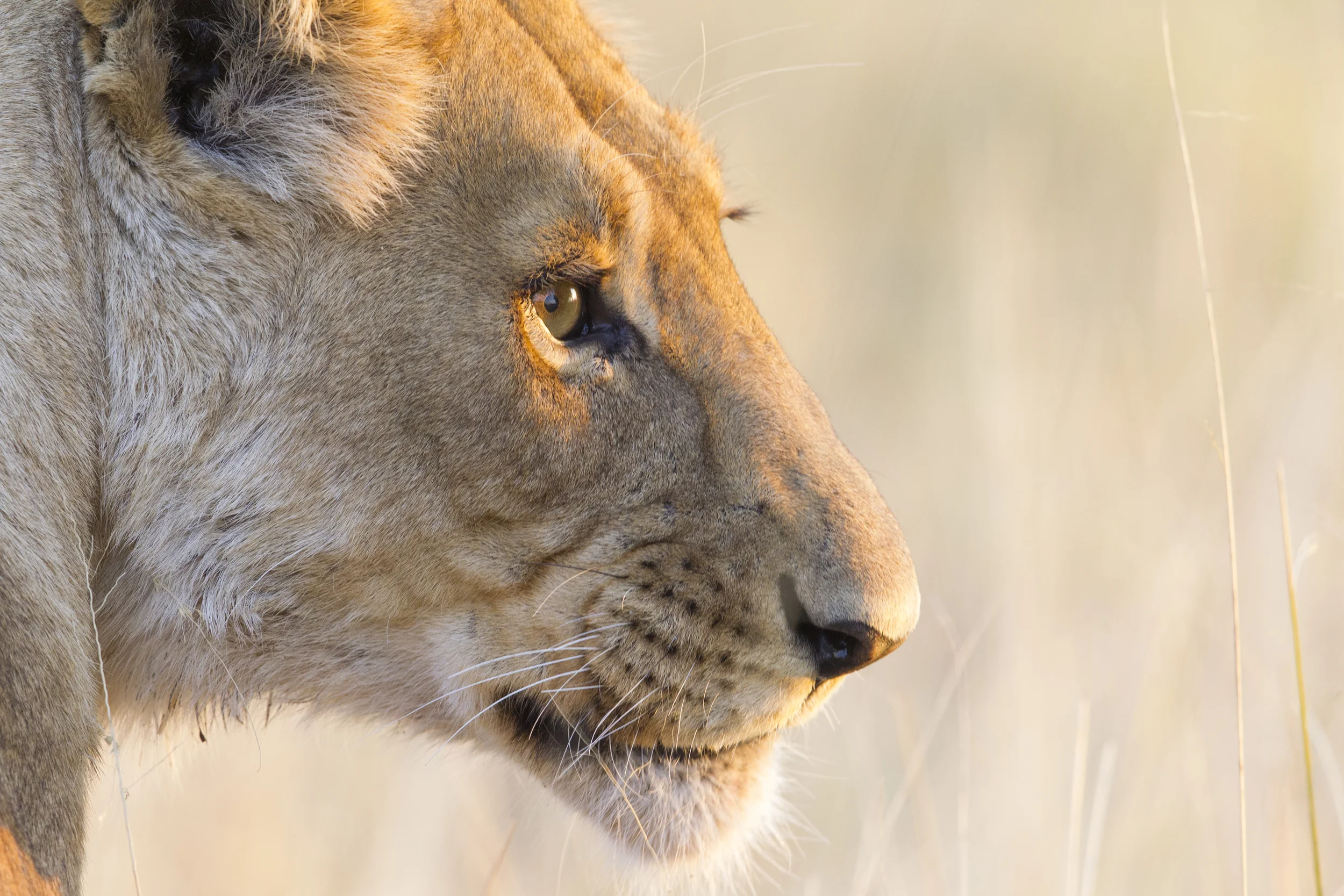 Löwe Panthera leo Botswana Savuti NP Canon 1 d IV 500mm /4 II 2015