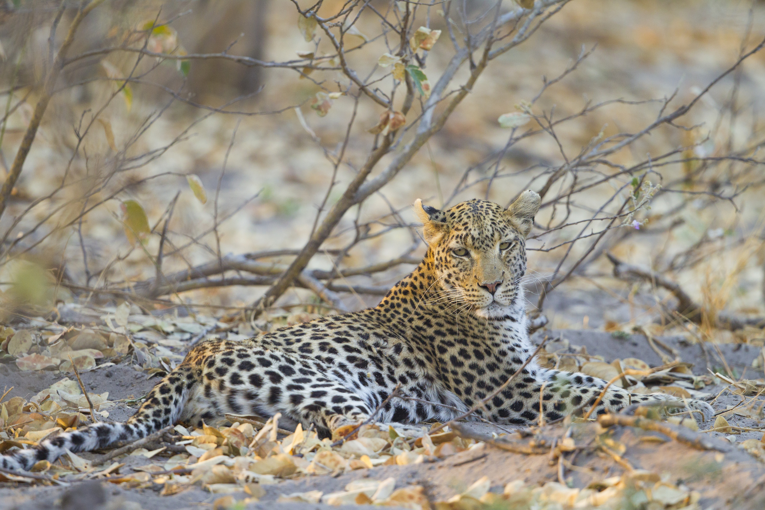  Leopard   Panthera pardus    Botswana    Khwai NP    2015  