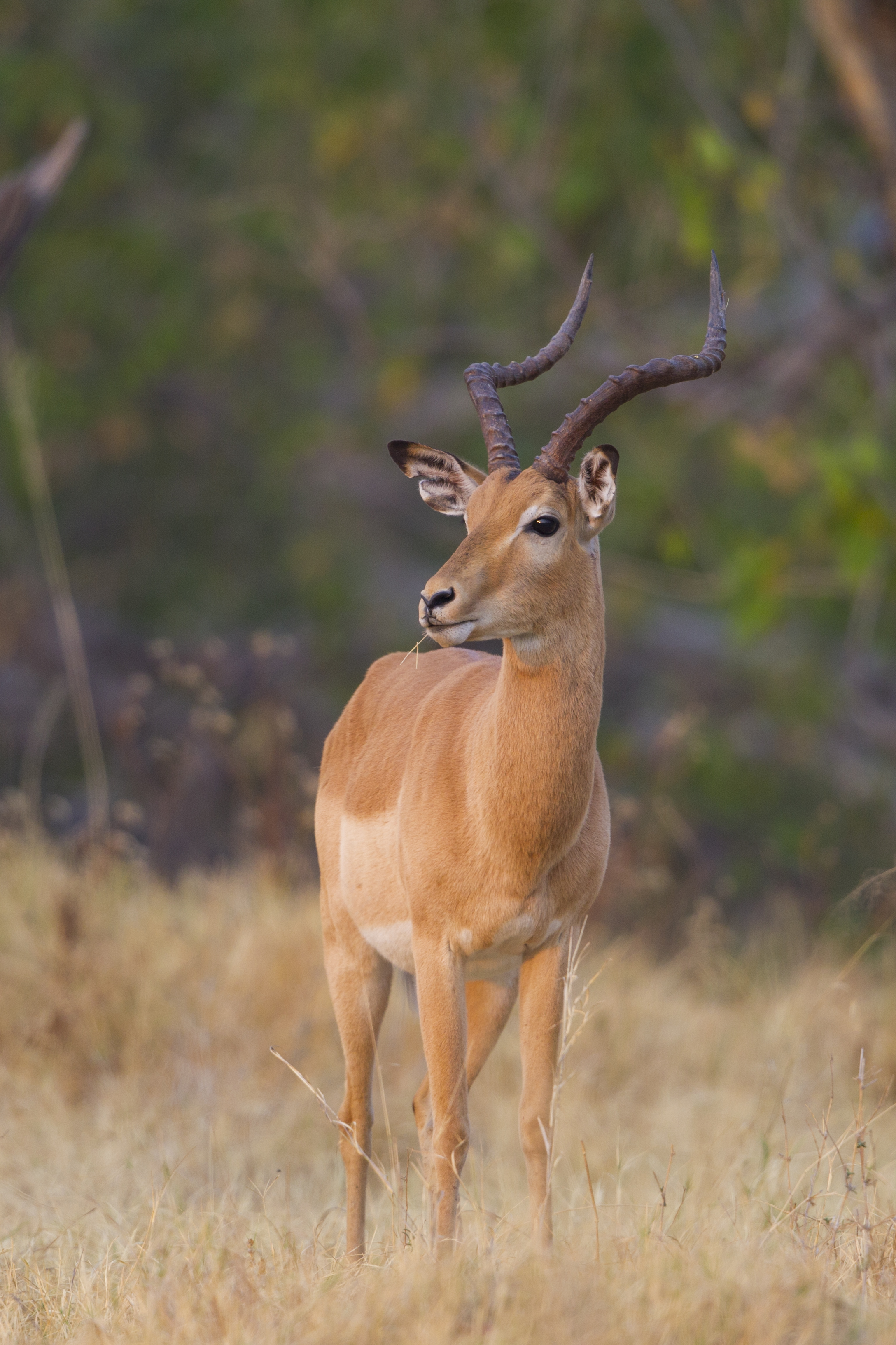  Impala   Aepyceros melampus    Botswana    Moremi NP    2015  