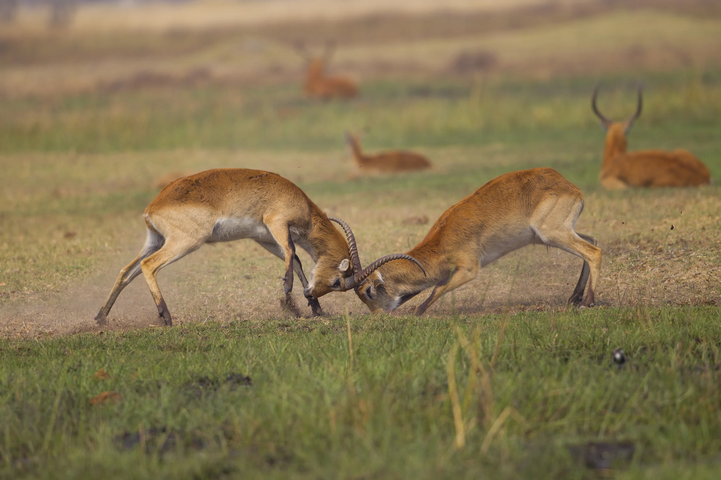 Letchwe Kobus leche Botswana Khwai NP 2015