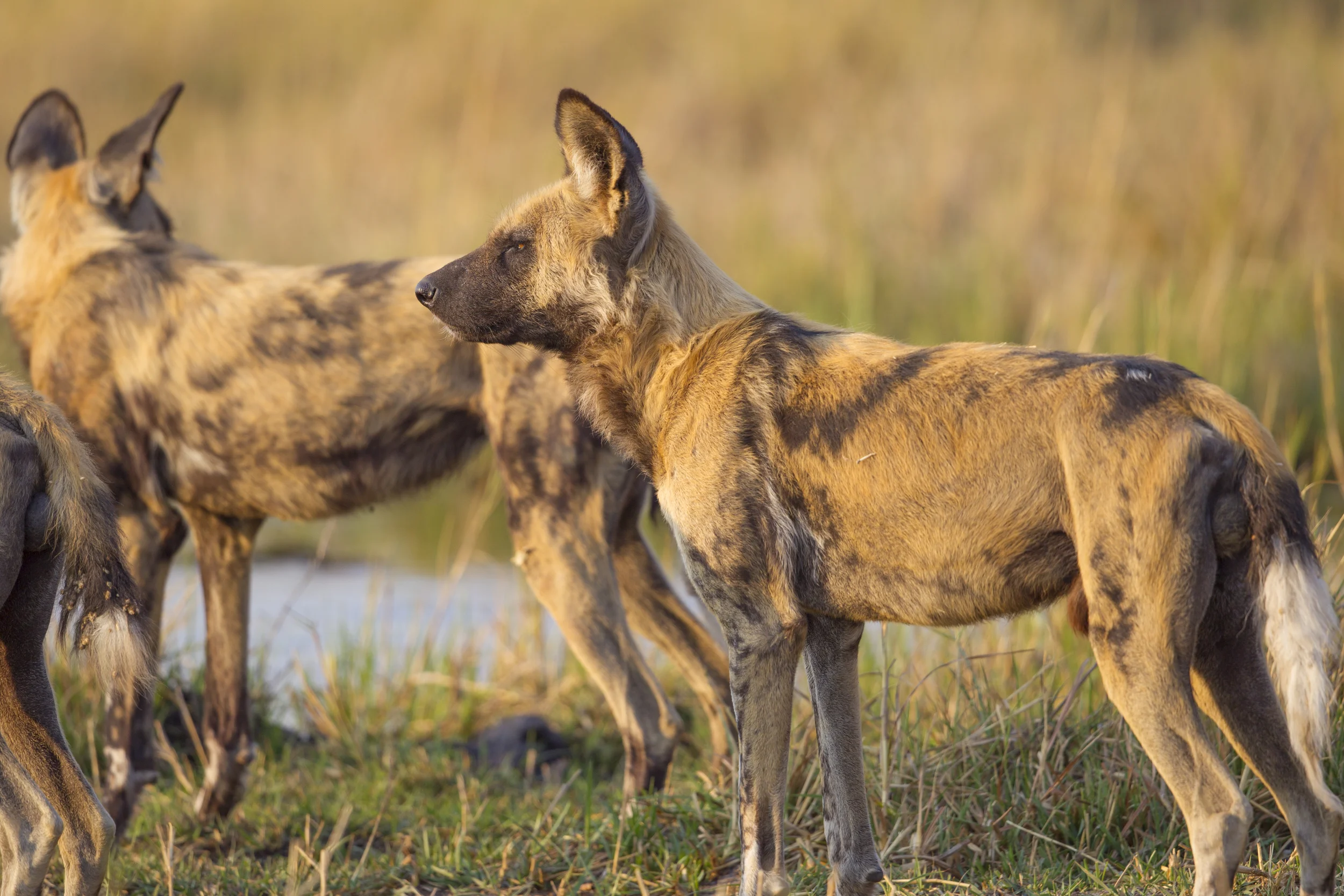 Afrikanischer Wildhund Lycaon pictus Botswana Khwai NP 2015