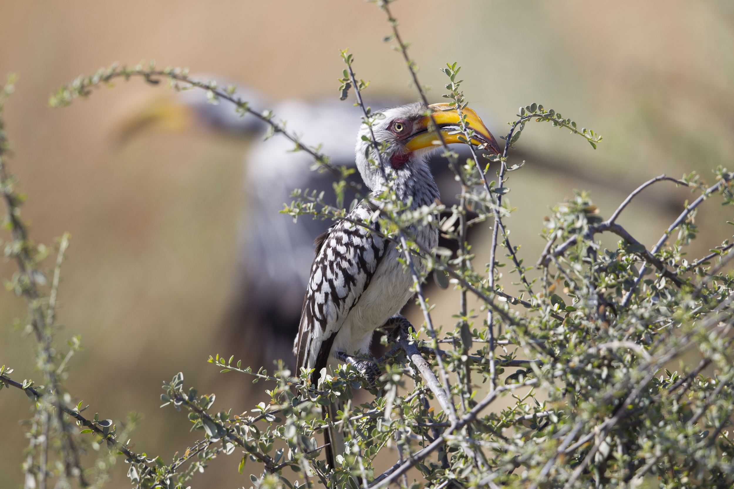  Gelbschnabeltoko  Tockus leucomelas  Botswana  Savuti NP  2015 