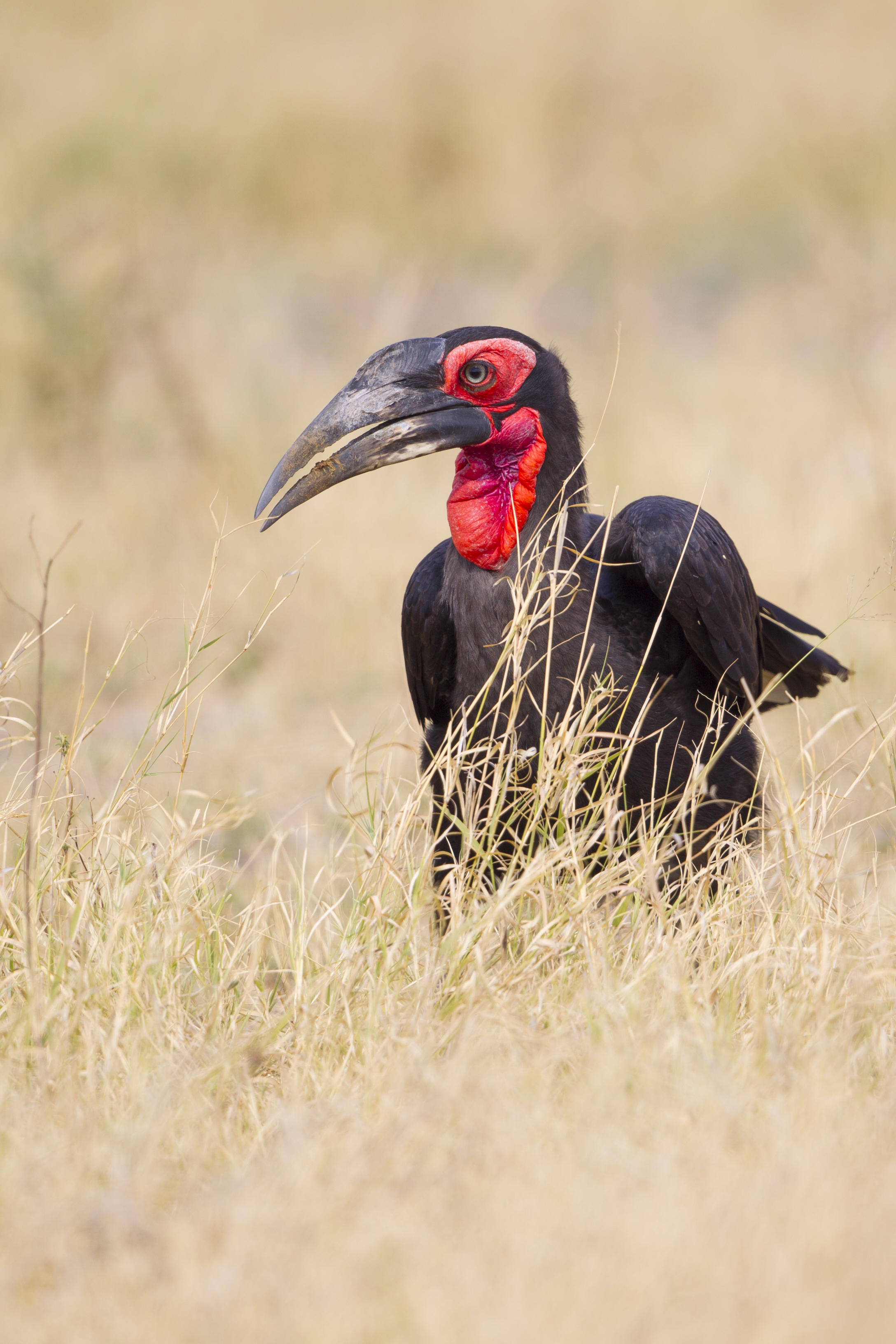  Hornrabe   Bucorvus leadbeateri    Botswana    Khwai NP    2015  